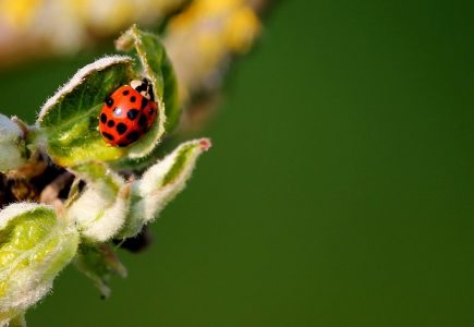 Chemické postreky proti hmyzu škodia vašej záhrade